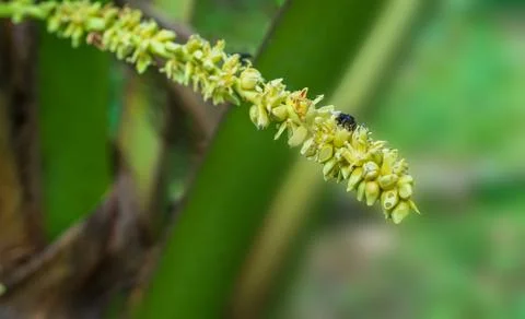 A stingless bee is sipping nectar from a coconut flower. Foto stock