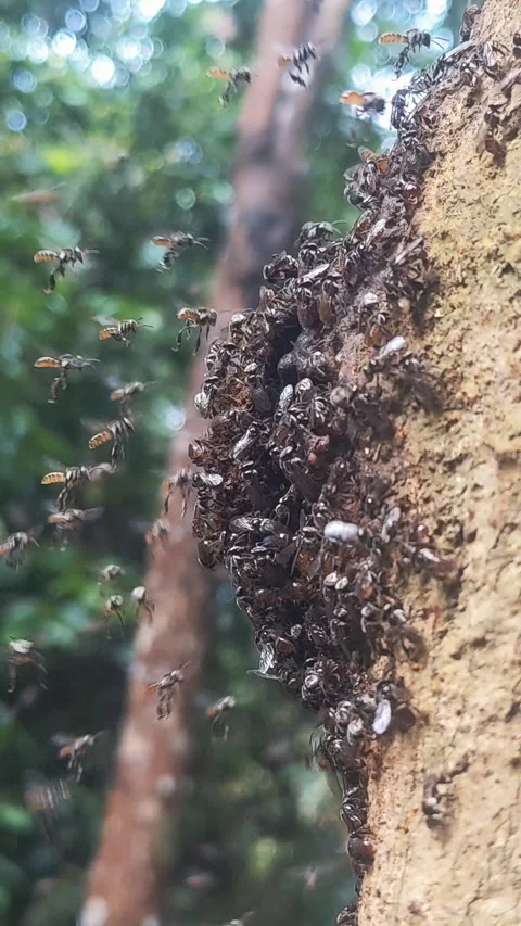 Stingless bee swarming. Stock Footage 276413773
