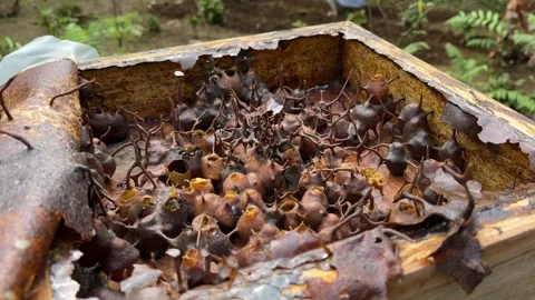 Stingless bee (Trigona) hive structure inside a wooden beehive box 스톡 동영상 308337899