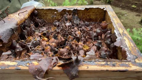 Stingless bee (Trigona) hive structure inside a wooden beehive box 스톡 동영상 308337901