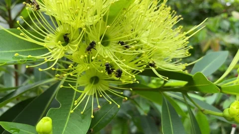 Stingless Bee on xanthostemon flower Stock Footage 219445760