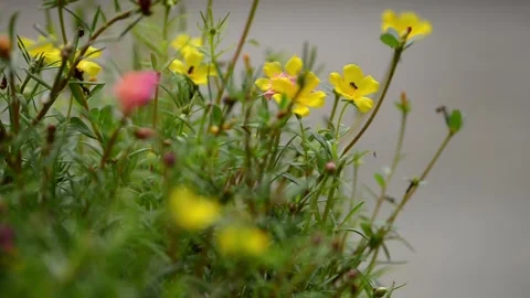 Stingless bees and blooming Sun plant Stock Footage 160490463