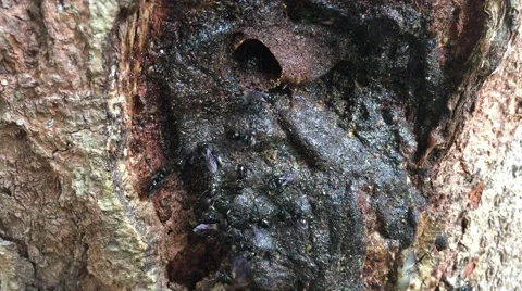 Stingless bees in beehive. Stock Footage 68929489