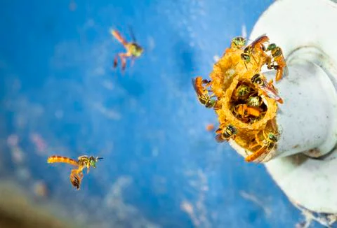 Stingless bees in Belize Stock Photos