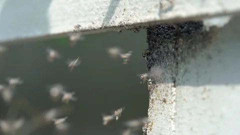 Stingless Bees on cement wall. Stock Footage 106756038
