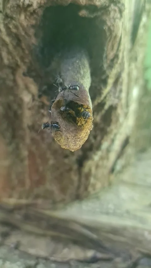 Stingless Bees Emerging From Tree Nest Stock Footage 328691460