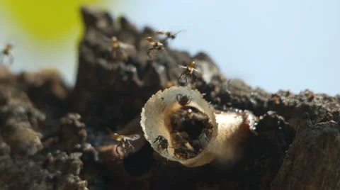 Stingless bees fly around their hive Video stock 60766495
