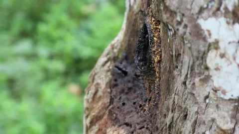 Stingless bees flying in and out from Stingless bee nest side view Video stock 151175459