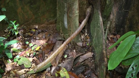 Stingless Bees Stock-Footage 64800559