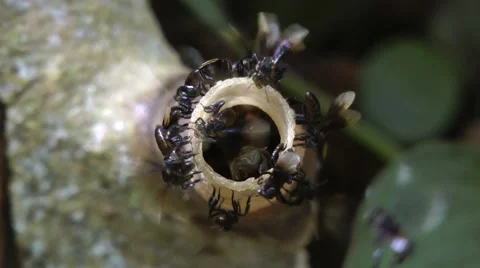 Stingless Bees Stock-Footage 64800607