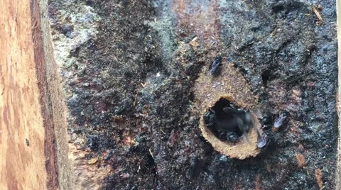 Stingless bees Stock Footage 68929308