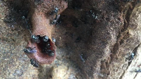 Stingless bees Stock Footage 68929381