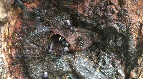 Stingless bees Stock Footage 68929383