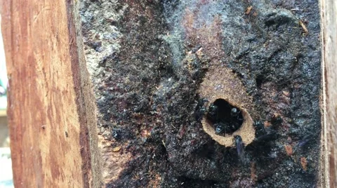 Stingless bees Stock Footage 68929407