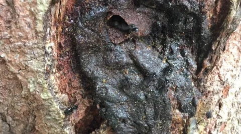 Stingless bees Stock-Footage 68929408