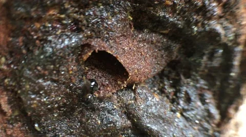 Stingless bees Stock Footage 68929470