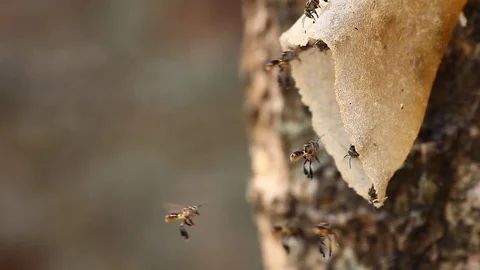 Stingless bees Stock Footage 78599963