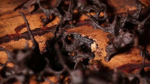 Stingless bees. 스톡 동영상 258767340