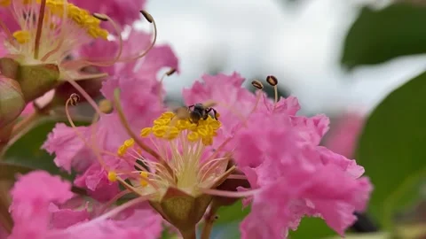 Stingless bees Stock Footage 263953595
