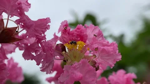 Stingless bees Stock Footage 263954381