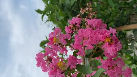 Stingless bees Stock Footage 263954640