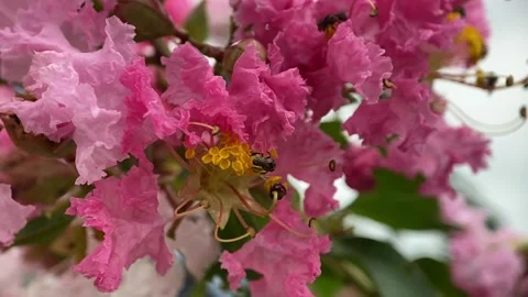 Stingless bees Stock Footage 263955148