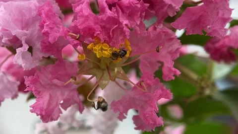 Stingless bees Stock Footage 263955197