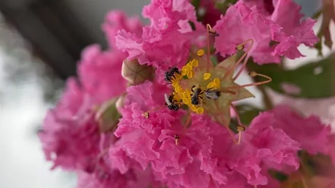 Stingless bees Video stock 263955229