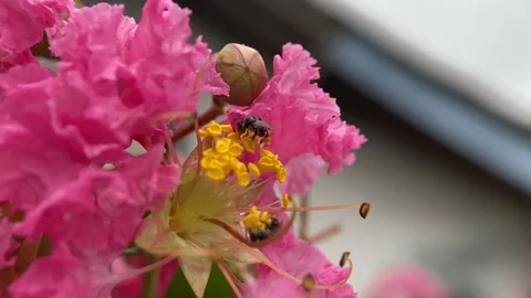 Stingless bees Video stock 263955652