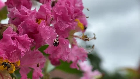 Stingless bees Video stock 263955743