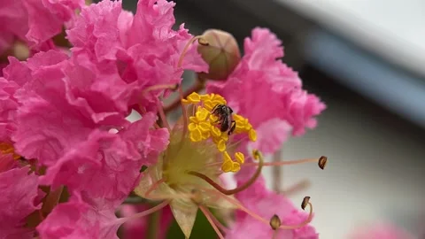 Stingless bees Video stock 263955783