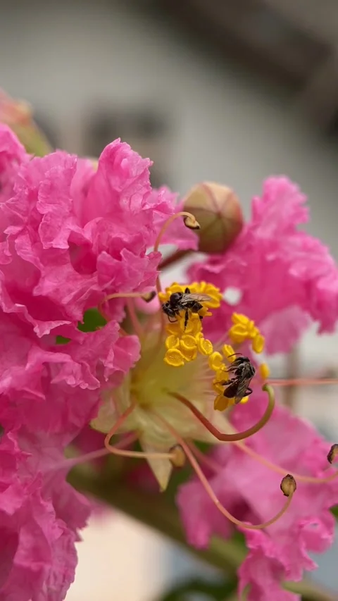 Stingless bees Video stock 263955785