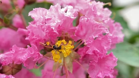 Stingless bees Video stock 263955787