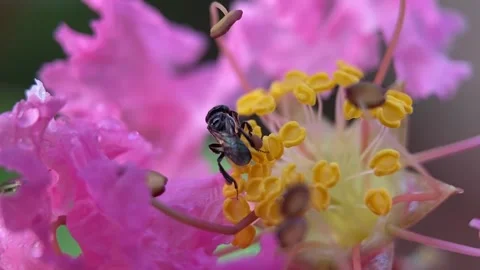 Stingless bees Stock Footage 263957027