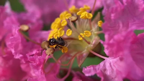 Stingless bees Stock Footage 263957207