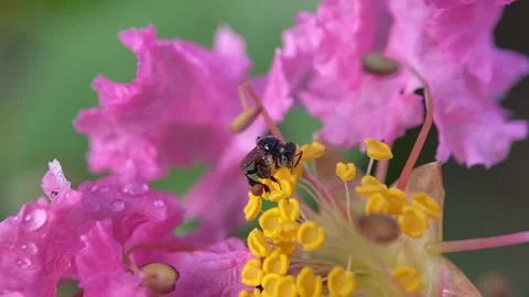 Stingless bees Video stock 263957241