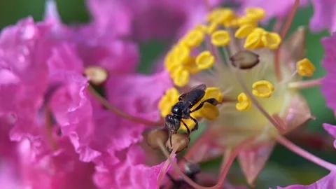 Stingless bees Video stock 263957242