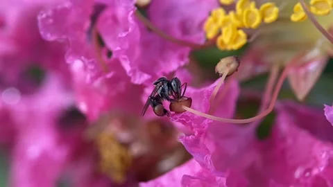 Stingless bees Video stock 263957696