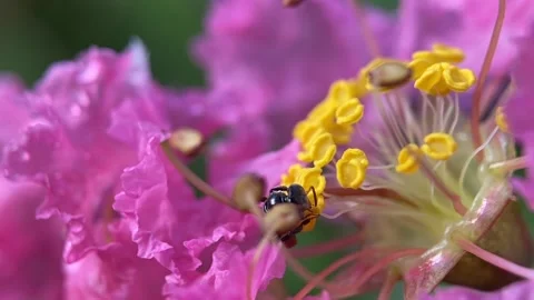 Stingless bees Video stock 263958084