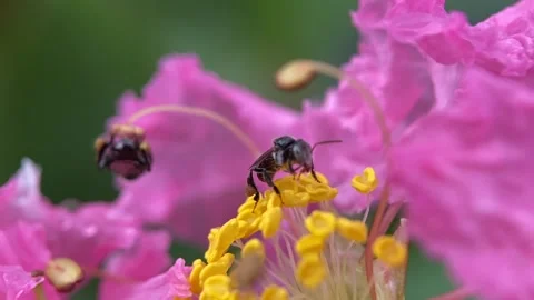 Stingless bees Video stock 263959110