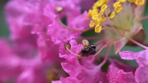 Stingless bees Stock Footage 263959209
