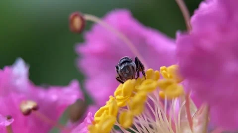 Stingless bees Video stock 263959260