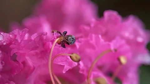 Stingless bees Video stock 263959277