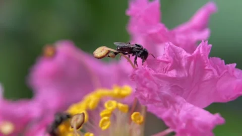 Stingless bees Video stock 263959659