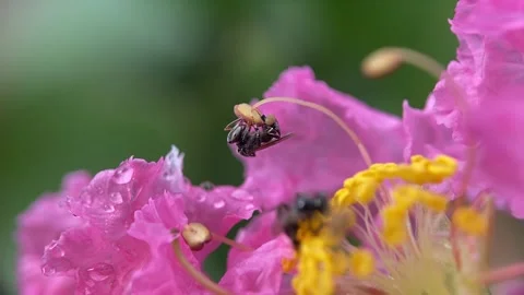 Stingless bees Video stock 263959868
