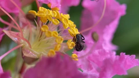 Stingless bees Video stock 263959938