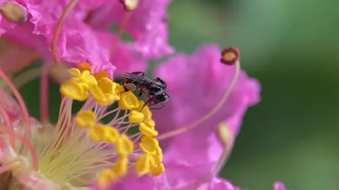 Stingless bees Video stock 263959975
