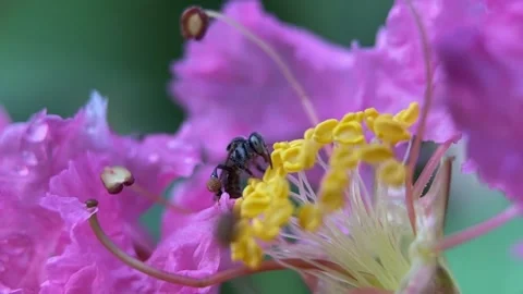 Stingless bees Video stock 263960573
