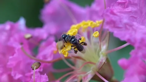Stingless bees Stock Footage 263962343