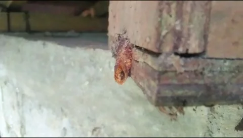 Stingless bees  Stock Footage 291831547